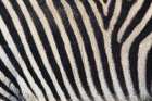 Burchells zebra pattern of black and white stripes, Kenya, Africa Black & White Print